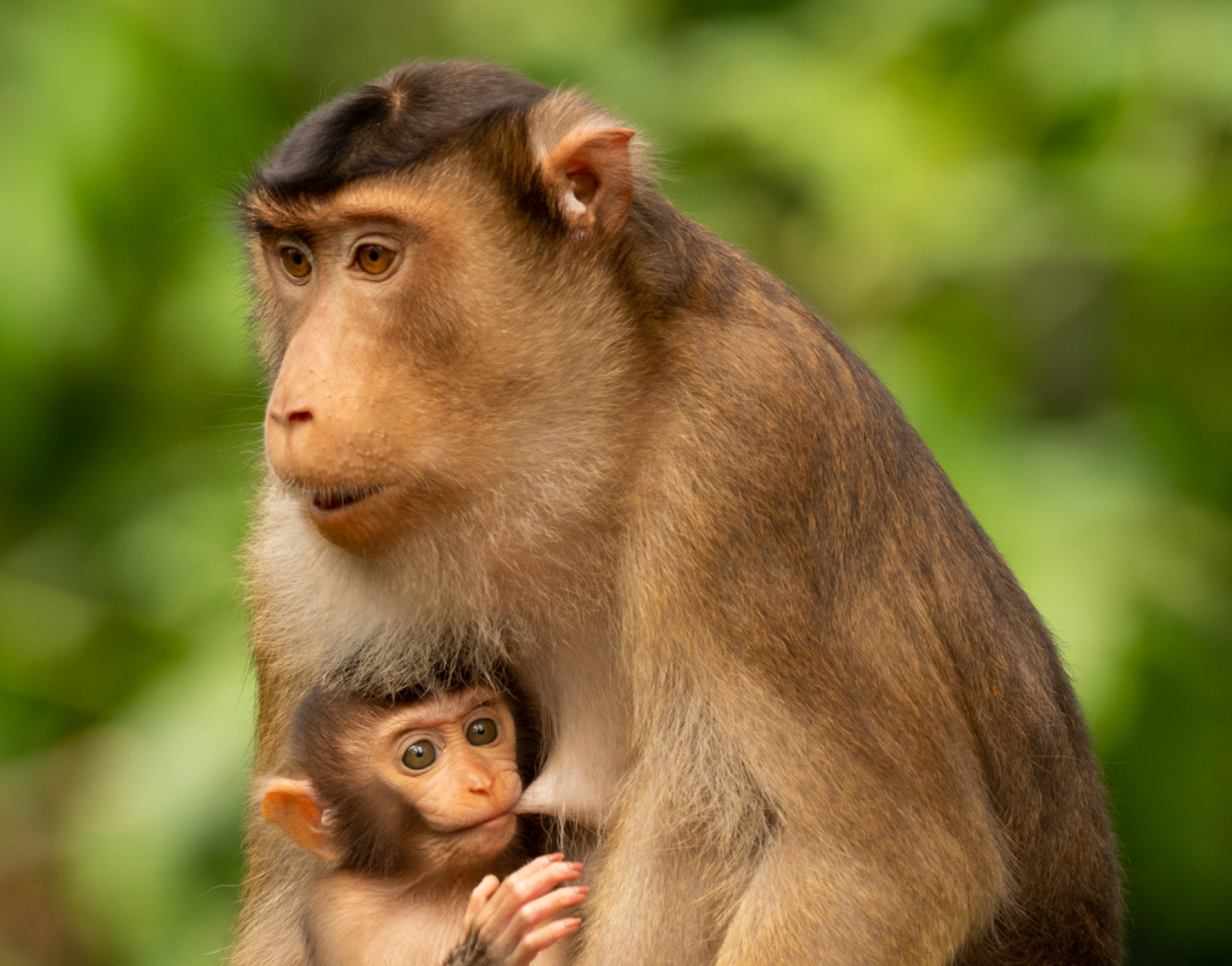 Long tailed Macaque mom and baby